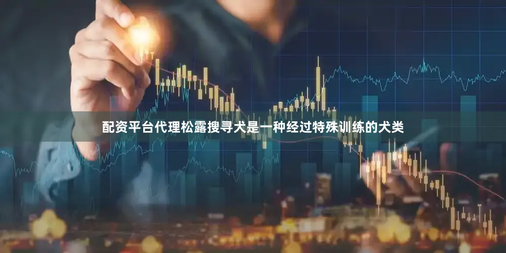 配资平台代理松露搜寻犬是一种经过特殊训练的犬类